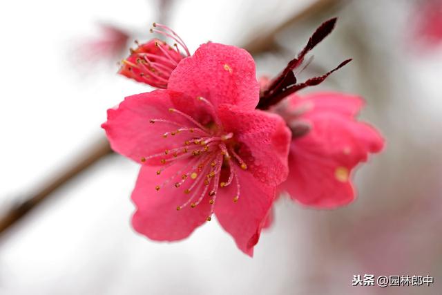 三月份，把握园林养护大好春光，合理增强树势、进行补植是关键