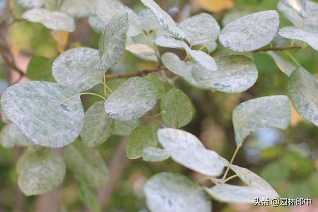3月份，这6种病虫害即将进入高发期，提前预防，避免植物再受伤