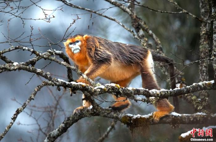 四川宝兴：川金丝猴群下山在雪林中觅食嬉戏