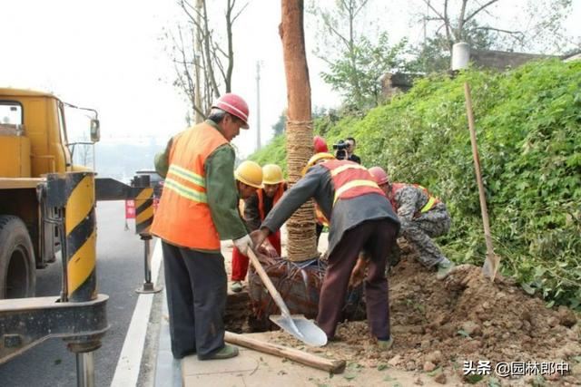 三月份，把握园林养护大好春光，合理增强树势、进行补植是关键