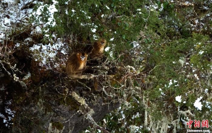 四川宝兴：川金丝猴群下山在雪林中觅食嬉戏