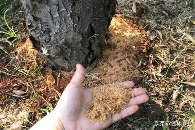 3月份，这6种病虫害即将进入高发期，提前预防，避免植物再受伤
