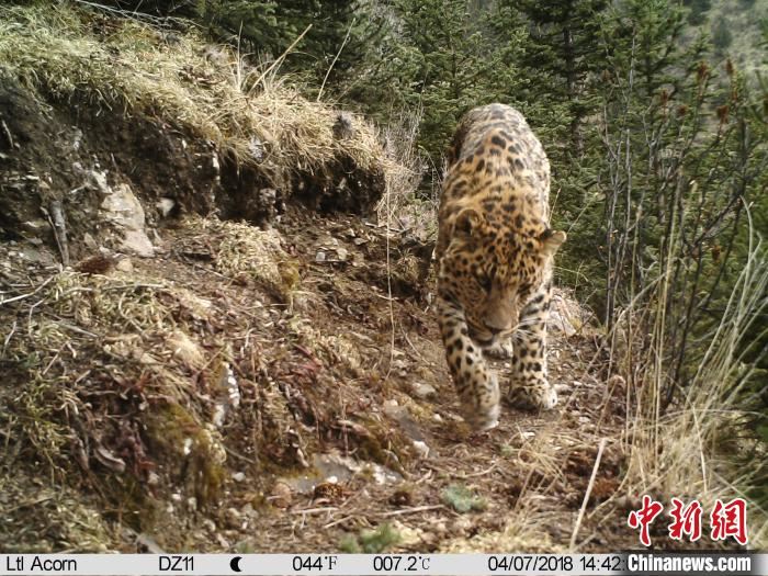 国家公园示范省青海“双十条”顶格管理保护野生动植物 国家公园示范省青海“双十条”顶格管理保护野生动植物