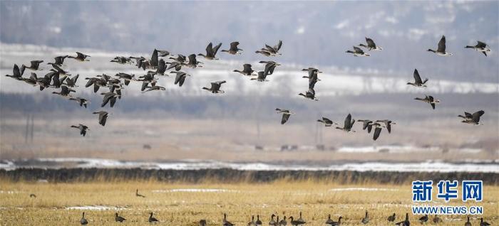 [最美林业故事]风雪中守护候鸟迁徙