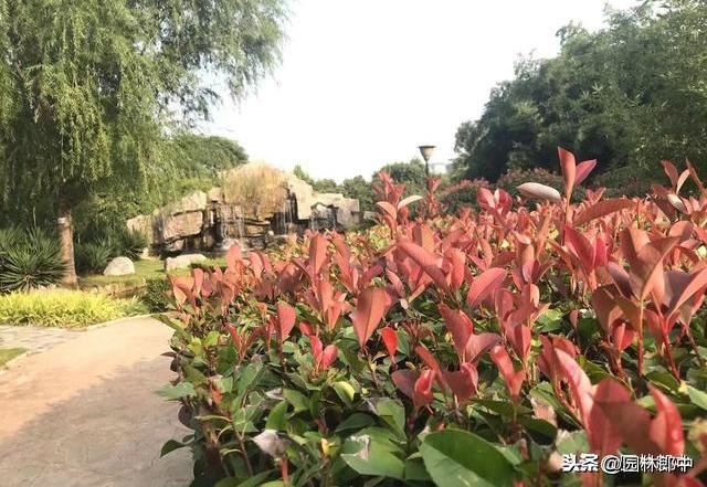 三月份，把握园林养护大好春光，合理增强树势、进行补植是关键