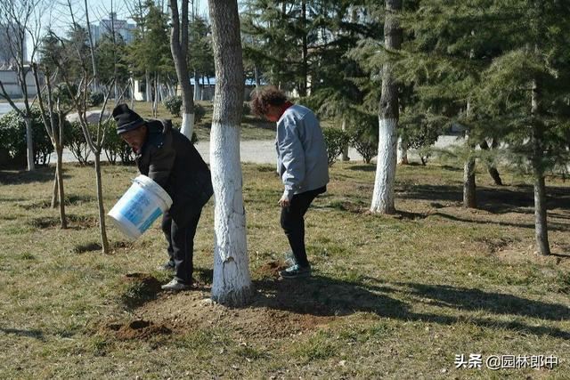 三月份，把握园林养护大好春光，合理增强树势、进行补植是关键