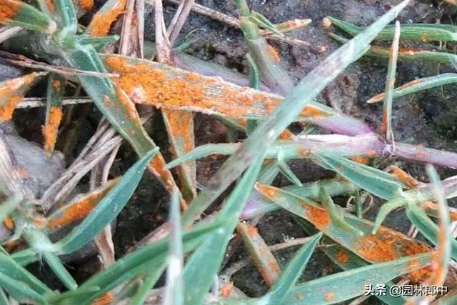 3月份，这6种病虫害即将进入高发期，提前预防，避免植物再受伤