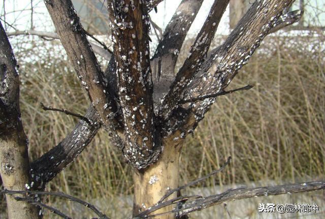 3月份，这6种病虫害即将进入高发期，提前预防，避免植物再受伤