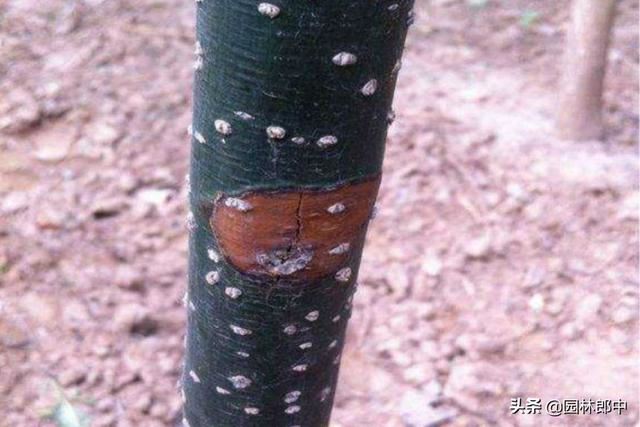 3月份，这6种病虫害即将进入高发期，提前预防，避免植物再受伤