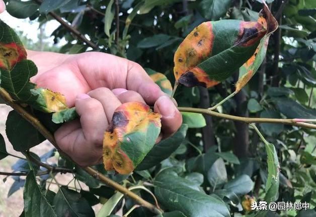3月份，这6种病虫害即将进入高发期，提前预防，避免植物再受伤