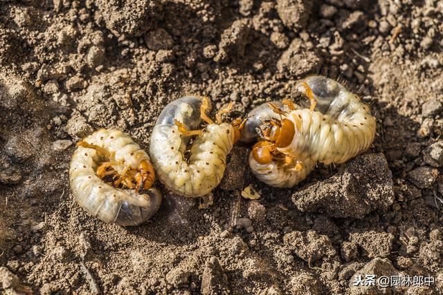 3月份，这6种病虫害即将进入高发期，提前预防，避免植物再受伤