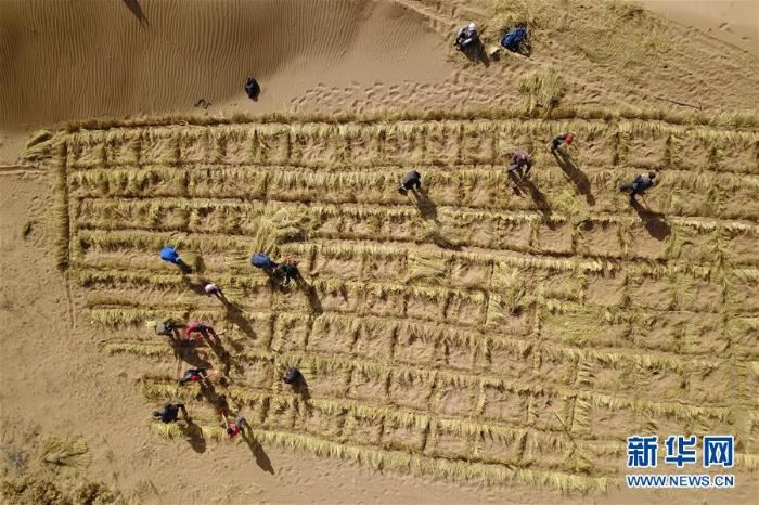 八步沙治沙人春季压沙造林忙