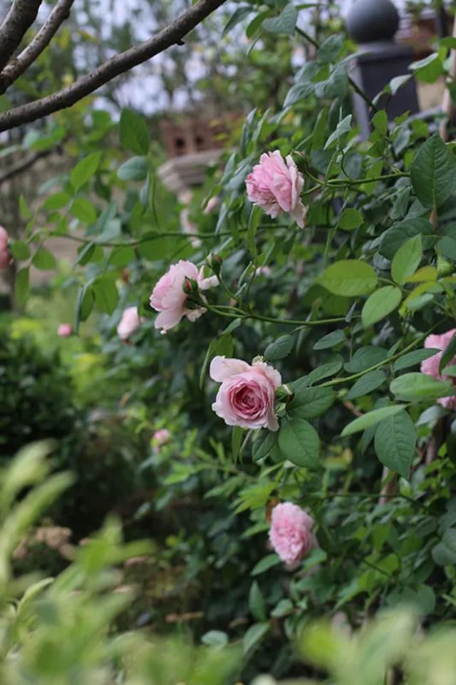 花园设计时,该如何选择植物,如何植物搭配 花园设计时,该如何选择植物,如何植物搭配
