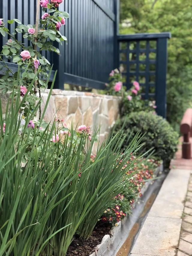 花园设计时,该如何选择植物,如何植物搭配 花园设计时,该如何选择植物,如何植物搭配