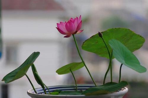 爱它才会懂它，碗莲的美不是谁都能欣赏到的