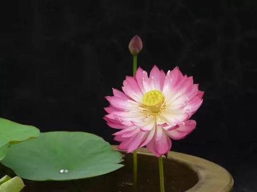 爱它才会懂它，碗莲的美不是谁都能欣赏到的