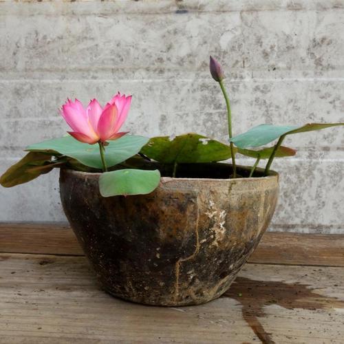 爱它才会懂它，碗莲的美不是谁都能欣赏到的