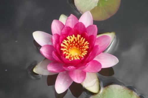 爱它才会懂它，碗莲的美不是谁都能欣赏到的