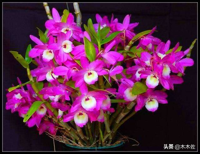 花姿优雅，玲珑可爱，花色鲜艳，气味芳香的美花石斛