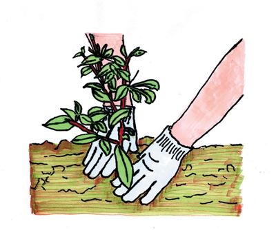 宁夏:让爱绿护绿成为自觉行动 宁夏:让爱绿护绿成为自觉行动