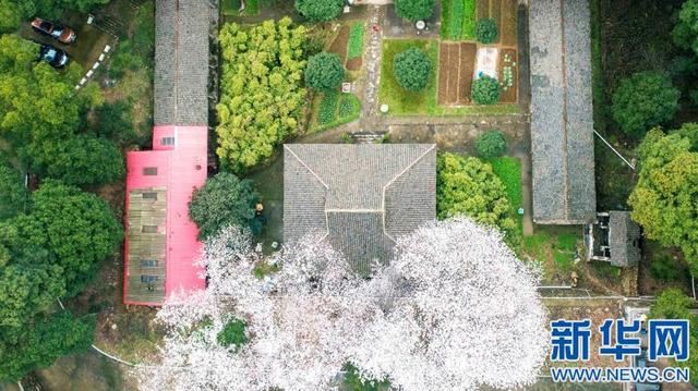 江西庐山:古寺方竹成“网红”百年樱花笑春风 江西庐山:古寺方竹成“网红”百年樱花笑春风