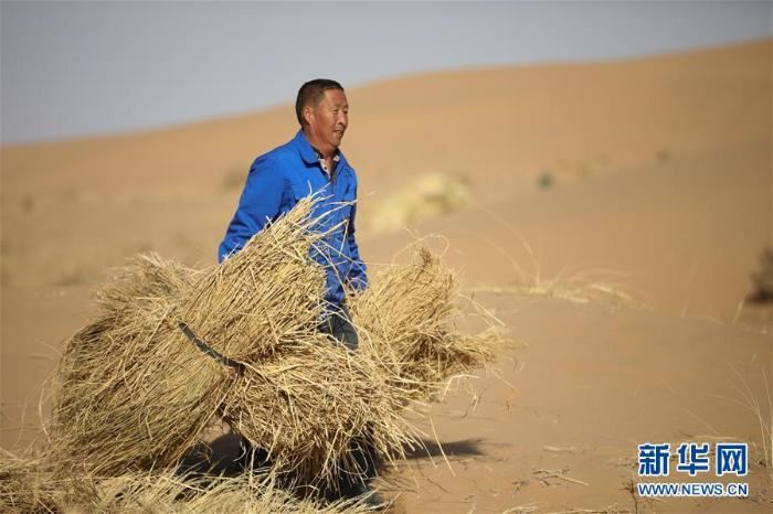八步沙治沙人春季压沙造林忙