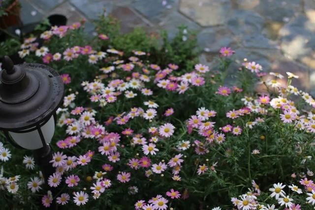 花园设计时,该如何选择植物,如何植物搭配 花园设计时,该如何选择植物,如何植物搭配