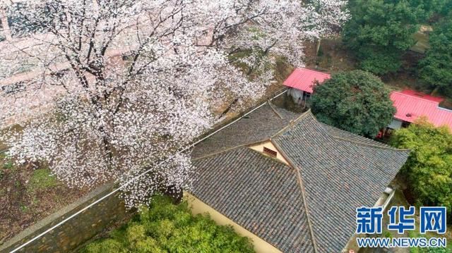 江西庐山:古寺方竹成“网红”百年樱花笑春风 江西庐山:古寺方竹成“网红”百年樱花笑春风