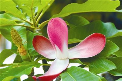 [树木传奇]厚朴：淳厚质朴　千年奇药