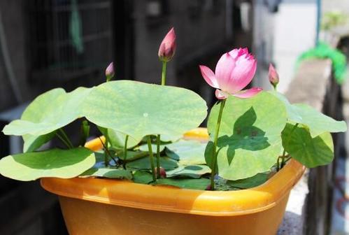 爱它才会懂它，碗莲的美不是谁都能欣赏到的