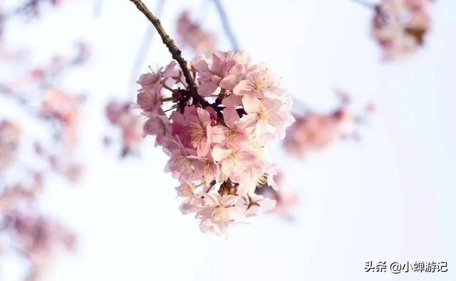 早春的九江-方竹寺,漫山的樱花已绽放枝头,如云似雪古意盎然 早春的九江-方竹寺,漫山的樱花已绽放枝头,如云似雪古意盎然