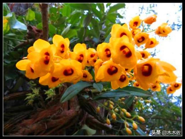 花姿优雅，玲珑可爱，花色鲜艳，气味芳香的美花石斛