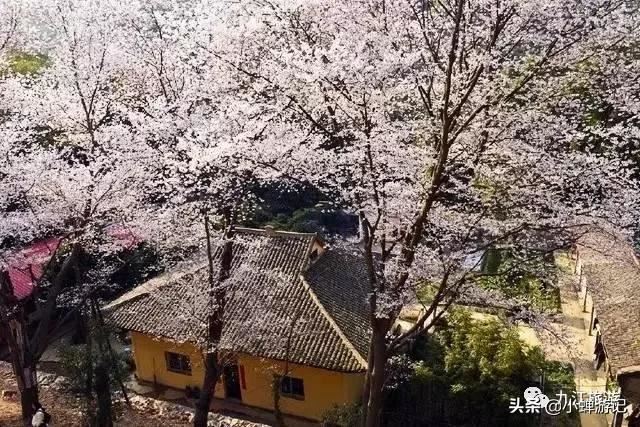 早春的九江-方竹寺,漫山的樱花已绽放枝头,如云似雪古意盎然 早春的九江-方竹寺,漫山的樱花已绽放枝头,如云似雪古意盎然