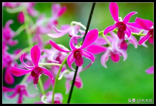 花姿优雅，玲珑可爱，花色鲜艳，气味芳香的美花石斛