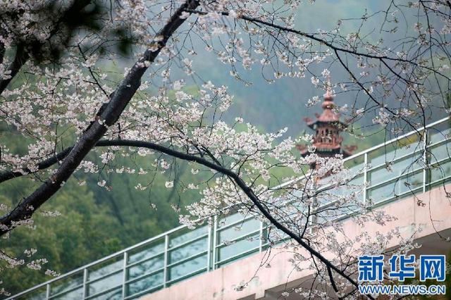 江西庐山:古寺方竹成“网红”百年樱花笑春风 江西庐山:古寺方竹成“网红”百年樱花笑春风