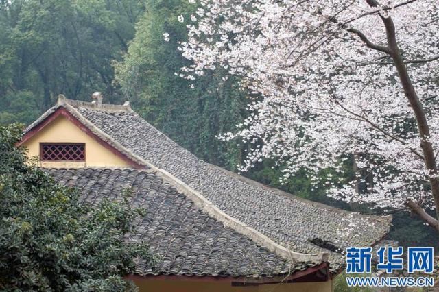 江西庐山:古寺方竹成“网红”百年樱花笑春风 江西庐山:古寺方竹成“网红”百年樱花笑春风