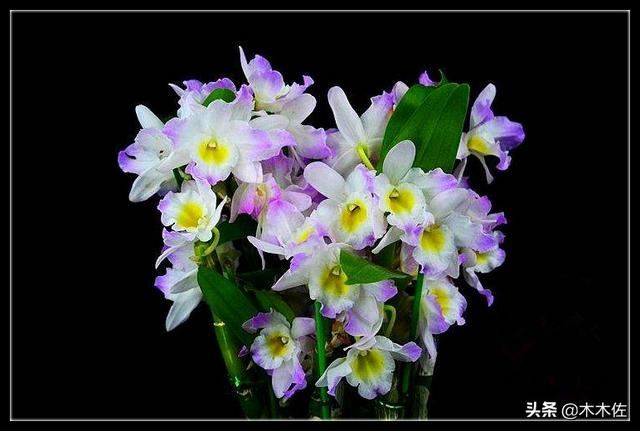 花姿优雅，玲珑可爱，花色鲜艳，气味芳香的美花石斛
