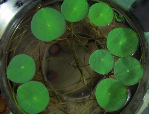 爱它才会懂它，碗莲的美不是谁都能欣赏到的