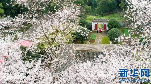 江西庐山:古寺方竹成“网红”百年樱花笑春风 江西庐山:古寺方竹成“网红”百年樱花笑春风
