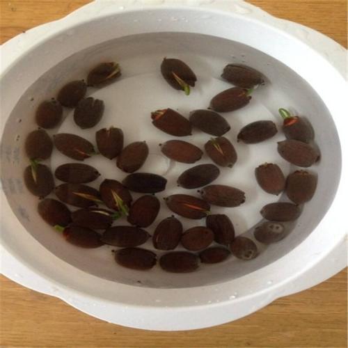 爱它才会懂它，碗莲的美不是谁都能欣赏到的