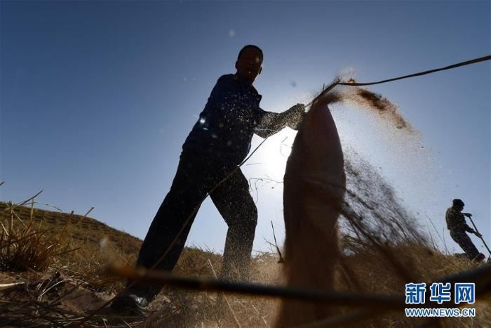八步沙治沙人春季压沙造林忙