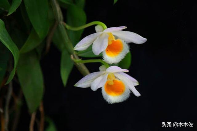 花姿优雅，玲珑可爱，花色鲜艳，气味芳香的美花石斛