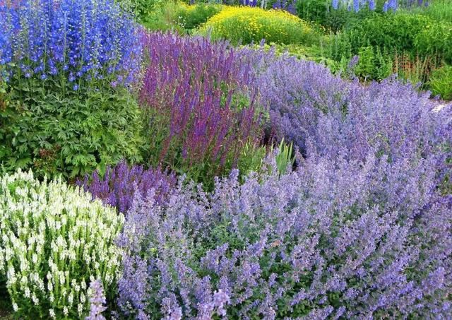 花园设计时,该如何选择植物,如何植物搭配 花园设计时,该如何选择植物,如何植物搭配