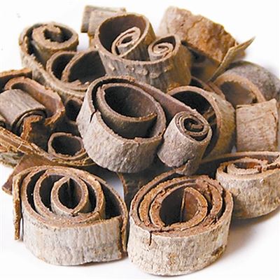 [树木传奇]厚朴：淳厚质朴　千年奇药