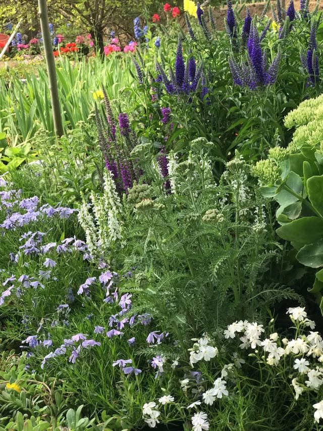 花园设计时,该如何选择植物,如何植物搭配 花园设计时,该如何选择植物,如何植物搭配
