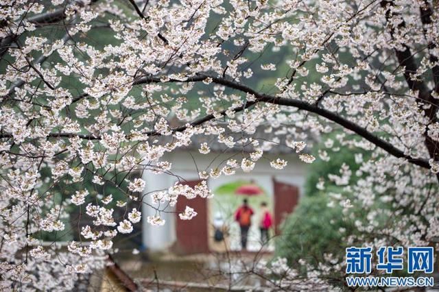 江西庐山:古寺方竹成“网红”百年樱花笑春风 江西庐山:古寺方竹成“网红”百年樱花笑春风