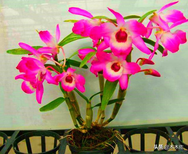 花姿优雅，玲珑可爱，花色鲜艳，气味芳香的美花石斛