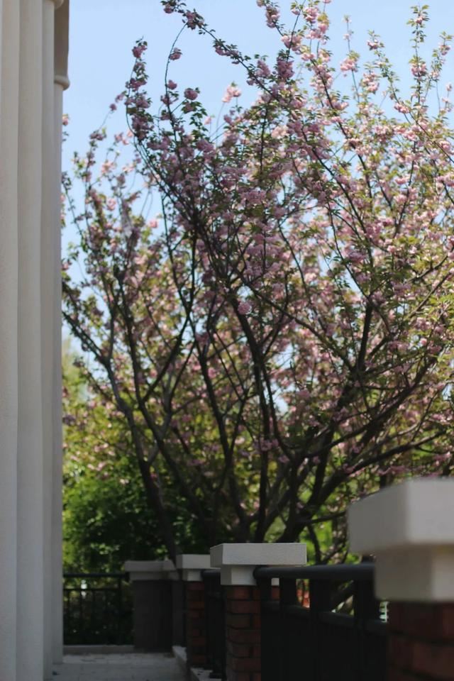 花园设计时,该如何选择植物,如何植物搭配 花园设计时,该如何选择植物,如何植物搭配