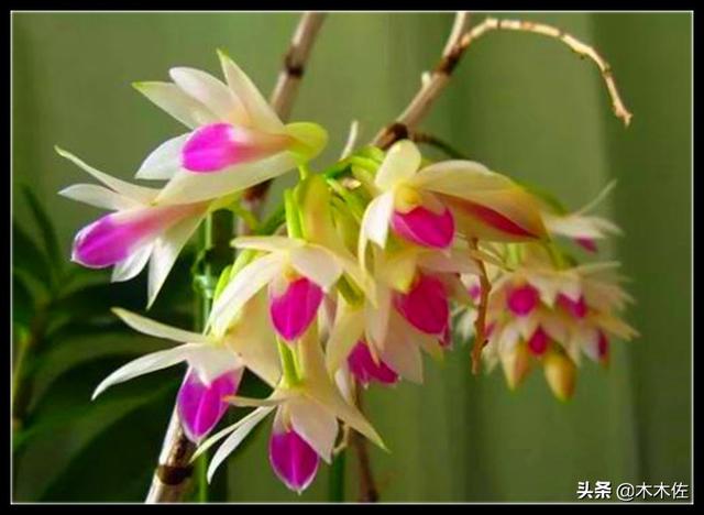 花姿优雅，玲珑可爱，花色鲜艳，气味芳香的美花石斛