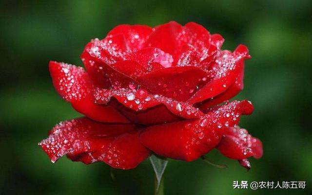 玫瑰花香肆意，很受大家喜爱，栽培技术采收保养很重要